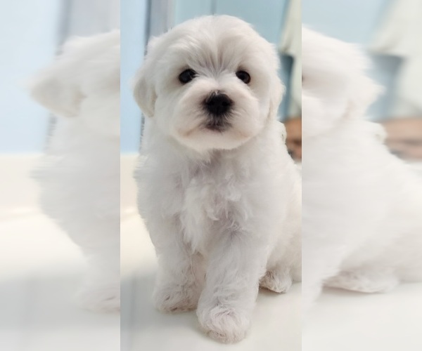 Medium Photo #2 Maltese Puppy For Sale in LOCKHART, TX, USA