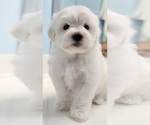 Small #1 Maltese