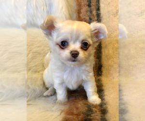 Chihuahua Puppy for sale in NEWVILLE, PA, USA