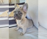 Small #4 French Bulldog