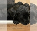 Small Photo #7 Goldendoodle Puppy For Sale in LANCASTER, CA, USA