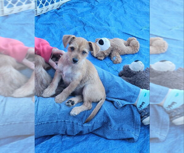 Medium Photo #1 Chihuahua-Unknown Mix Puppy For Sale in Rocky Mount, NC, USA