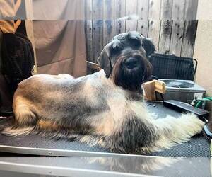 Schnauzer (Giant) Puppy for sale in MODESTO, CA, USA