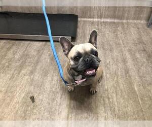 French Bulldog Dogs for adoption in Pasadena, CA, USA