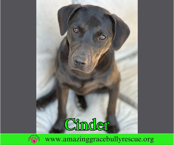 Medium Photo #1 Labrador Retriever-Unknown Mix Puppy For Sale in Milton, FL, USA