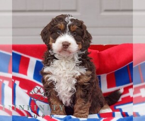 Bernedoodle (Miniature) Puppy for sale in MORGANTOWN, PA, USA