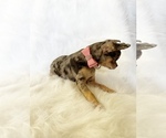 Small #1 Chihuahua