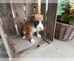 Puppy 6 Boxer