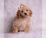 Small Photo #13 Goldendoodle (Miniature) Puppy For Sale in WARSAW, IN, USA