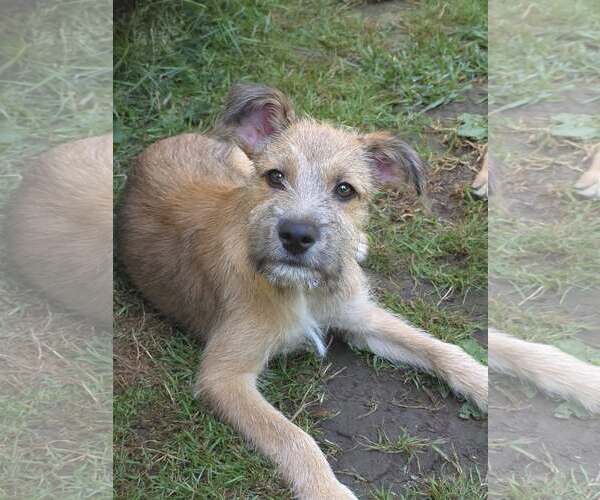 Medium Photo #1 Chihuahua-Wheaten Terrier Mix Puppy For Sale in Arlington, WA, USA