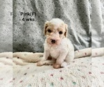 Small #14 Goldendoodle (Miniature)