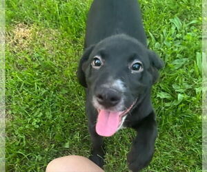 Labrador Retriever-Unknown Mix Dogs for adoption in Mechanicsburg, PA, USA