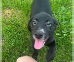 Small Labrador Retriever Mix