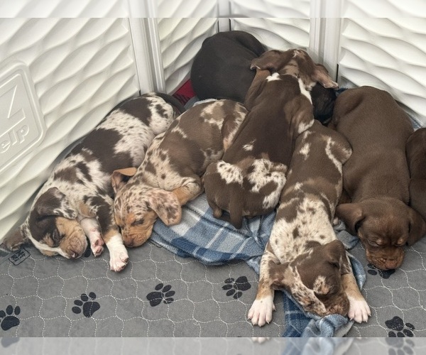 Medium Photo #1 Catahoula Leopard Dog Puppy For Sale in KEITHVILLE, LA, USA