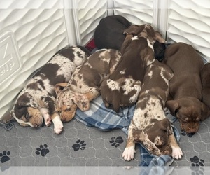 Catahoula Leopard Dog Litter for sale in KEITHVILLE, LA, USA