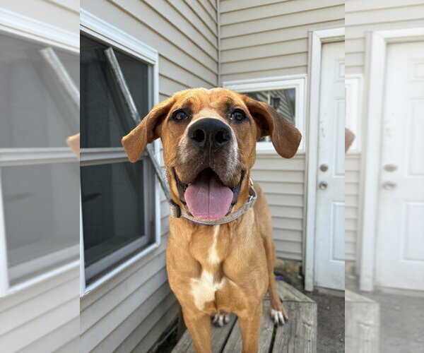 Medium Photo #1 Great Dane-Labrador Retriever Mix Puppy For Sale in Brewster, NY, USA