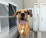 Small Great Dane-Labrador Retriever Mix