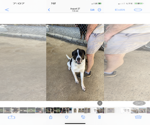 Medium Photo #8 Labrador Retriever-Treeing Walker Coonhound Mix Puppy For Sale in Mooresville, NC, USA