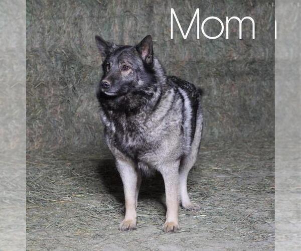 Medium Photo #1 Norwegian Elkhound-Siberian Husky Mix Puppy For Sale in FREDERICKSBG, OH, USA