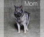 Small Photo #1 Norwegian Elkhound-Siberian Husky Mix Puppy For Sale in FREDERICKSBG, OH, USA