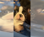 Small Photo #11 Boston Terrier Puppy For Sale in SANDERSON, FL, USA