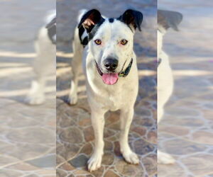 Mutt Dogs for adoption in San Diego, CA, USA