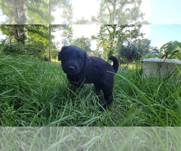 Medium Photo #10 Aussiedoodle Puppy For Sale in CONWAY, SC, USA