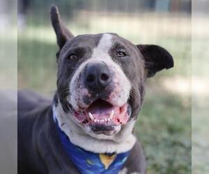 American Staffordshire Terrier-Unknown Mix Dogs for adoption in San Antonio, TX, USA