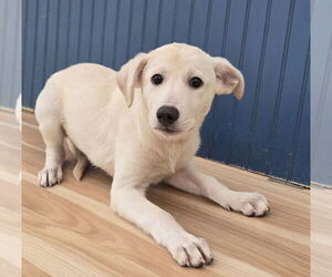German Shepherd Dog-Unknown Mix Dogs for adoption in Lakewood, CO, USA