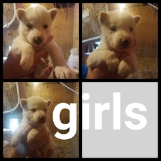 Siberian Husky Puppy for sale in SALEM, IL, USA
