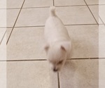 Small Photo #3 West Highland White Terrier Puppy For Sale in HAM LAKE, MN, USA
