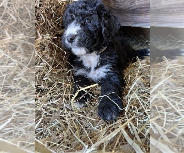 Medium Photo #1 Bernedoodle Puppy For Sale in SEYMOUR, IN, USA