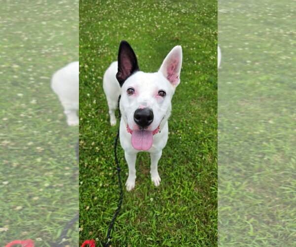 Medium Photo #2 Mutt Puppy For Sale in Rockaway, NJ, USA