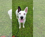 Small #1 Mutt