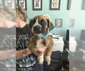 Maverick - Male Boxer-Unknown Mix Dog for Adoption - Photo #5