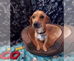 Chiweenie Dogs for adoption in Fresno, CA, USA