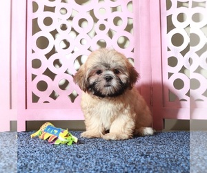 Shih Tzu Puppy for sale in MOUNT VERNON, OH, USA