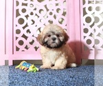 Small Shih Tzu