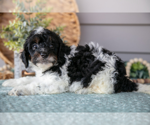 Medium Photo #11 Poodle (Miniature) Puppy For Sale in WOLCOTTVILLE, IN, USA