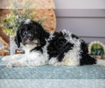 Puppy Tracker Poodle (Miniature)