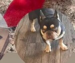 Small Photo #1 French Bulldog Puppy For Sale in SAN JACINTO, CA, USA