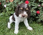 Image preview for Ad Listing. Nickname: Wilson