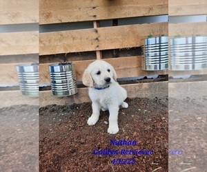 Golden Retriever Puppy for Sale in SHIPSHEWANA, Indiana USA