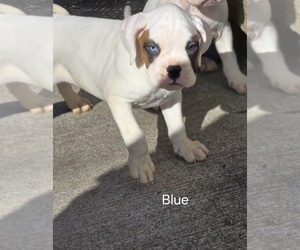 Boxer Puppy for sale in NORWICH, CT, USA