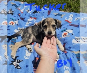 Chizer Puppy for sale in MONTEZUMA, GA, USA