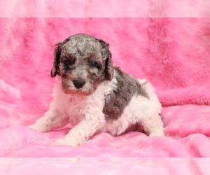 Poodle (Miniature) Puppy for sale in SHILOH, OH, USA