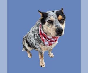 Texas Heeler Dogs for adoption in Bakersfield, CA, USA