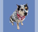 Small Texas Heeler