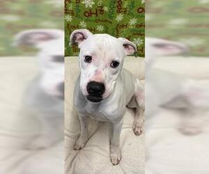 Clara - Female Boxer-Unknown Mix Dog for Adoption - Photo #12