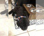 Small Photo #4 Saint Berdoodle Puppy For Sale in BROWNSTOWN, IN, USA